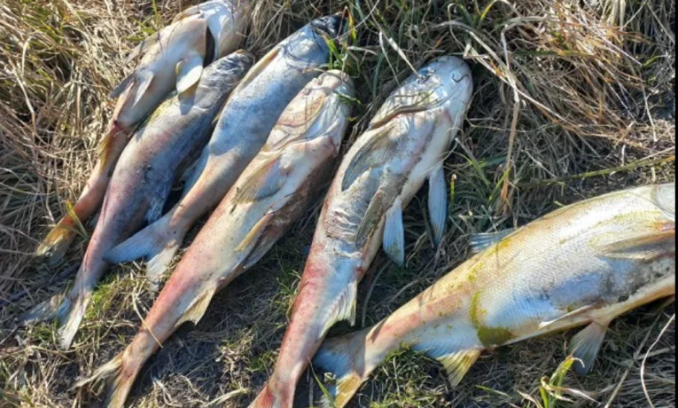 На Тернопільщині у двох водоймах масова загибель риби