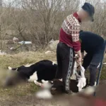 На Тернопільщині на стихійному сміттєзвалищі виявили небезпечне м’ясо