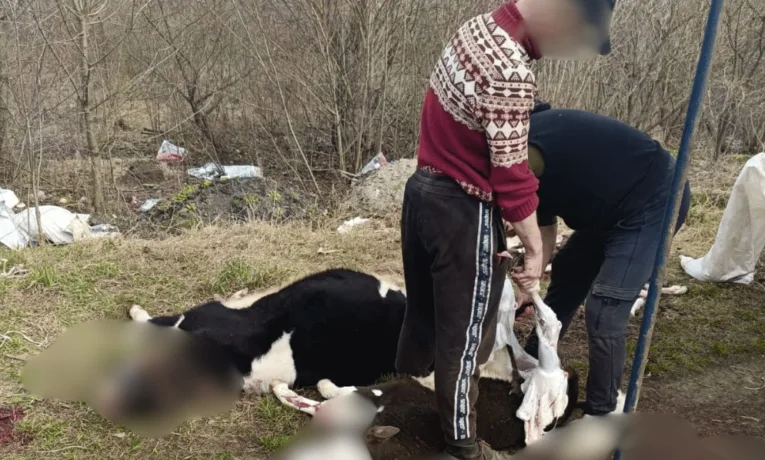 На Тернопільщині на стихійному сміттєзвалищі виявили небезпечне м’ясо