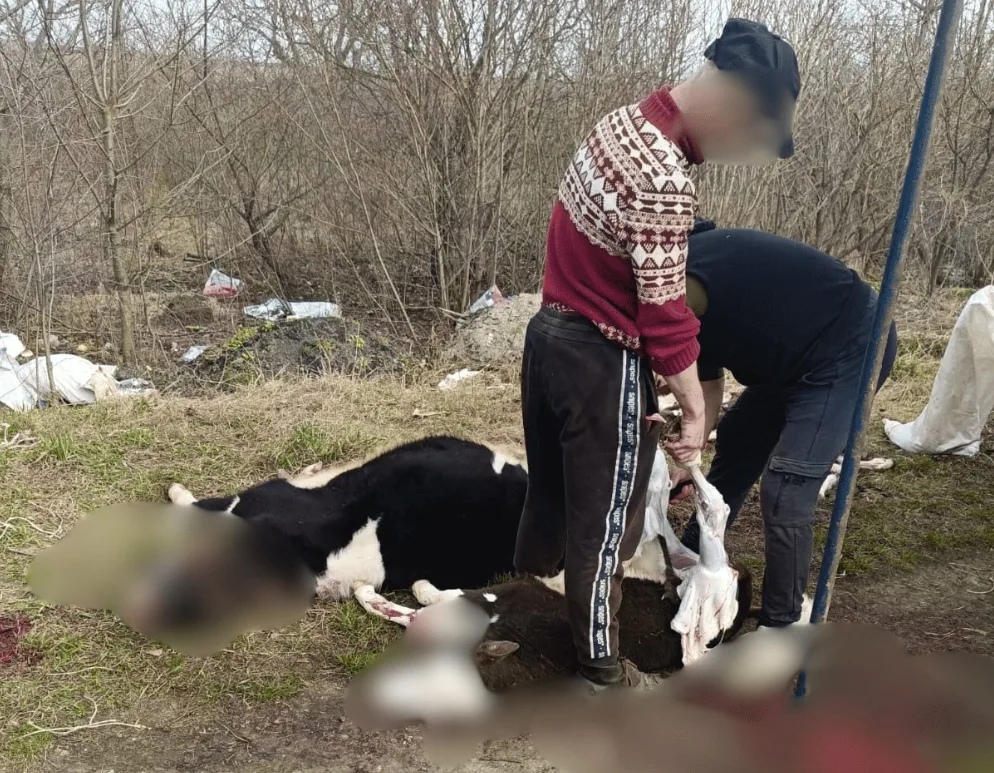 На Тернопільщині на стихійному сміттєзвалищі виявили небезпечне м’ясо