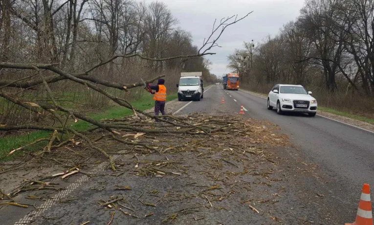 На Тернопільщині сильний вітер ламає дерева: дорожники ліквідовують наслідки негоди