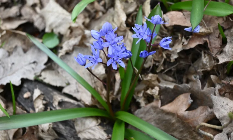 Проліска дволиста