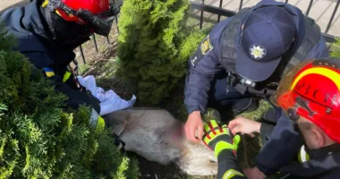 травмована косуля