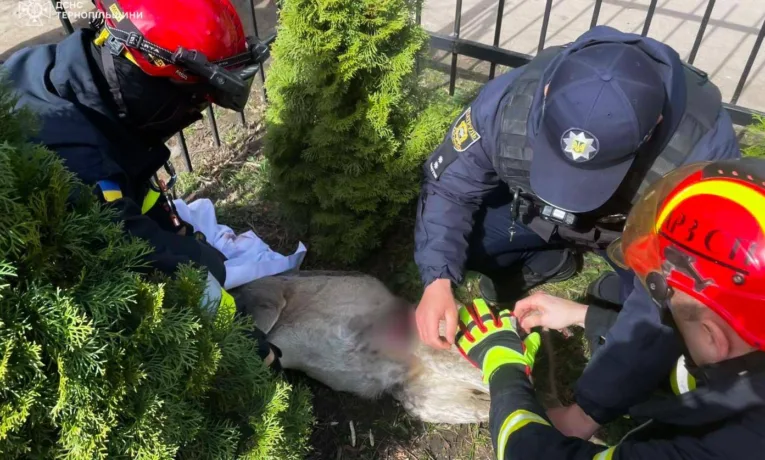 травмована косуля