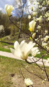 У Кременецькому ботанічному саду розквітли магнолії