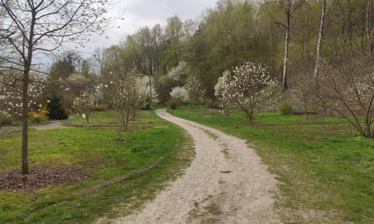 У Кременецькому ботанічному саду розквітли магнолії