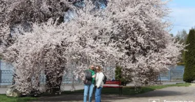 У Тернополі на набережній розквітла слива Пісарді