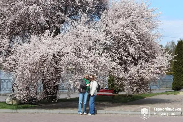У Тернополі на набережній розквітла слива Пісарді