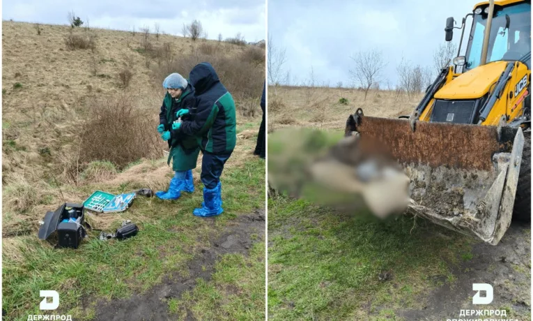 На Тернопільщині виявили загибель тварин поблизу Підгороднього