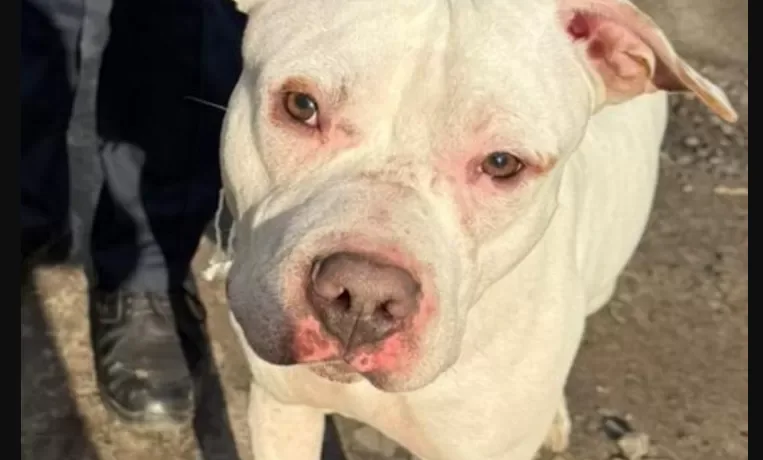 У Тернополі розшукують власника собаки