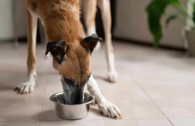 Собака їсть