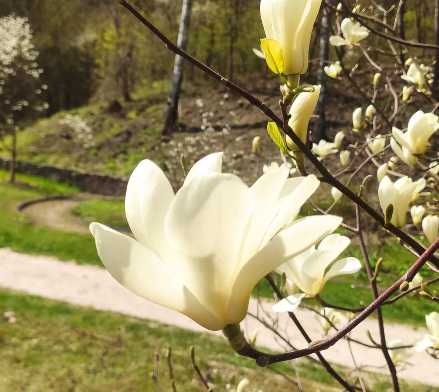 У Кременці у ботанічному саду квітують теплі на дотик квіти