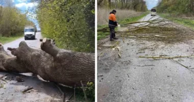 Негода на Тернопільщині: через сильні пориви вітру поламані дерева перекрили дороги