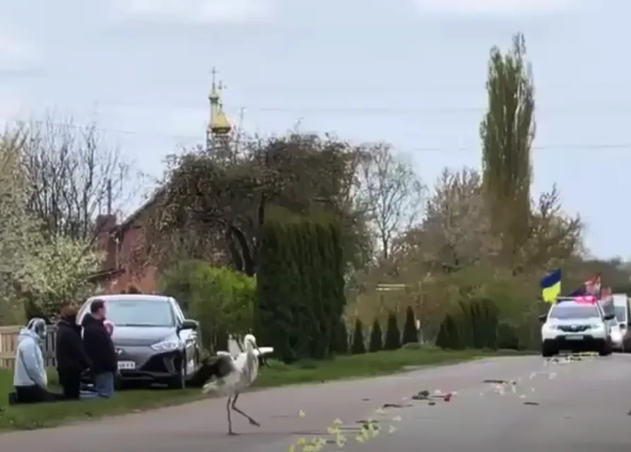 лелека