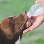 пес вода