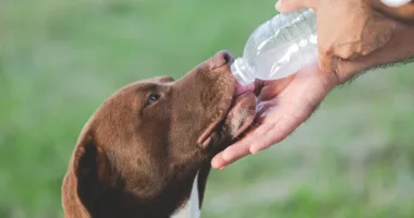 пес вода