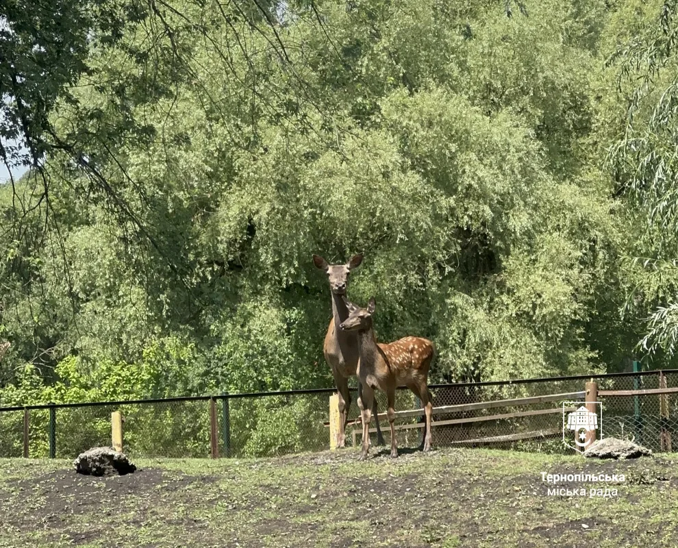 Оленя і ослик
