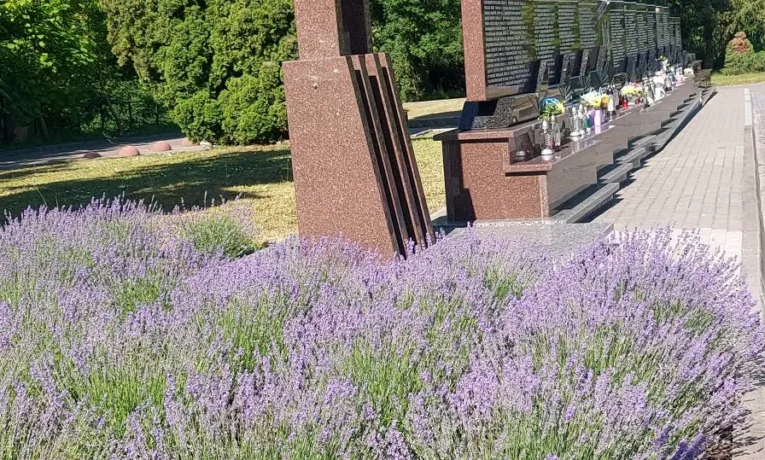 Пам’ять, що пахне лавандою: біля меморіалу Героїв у Тернополі розквітає любов, сильніша за смерть