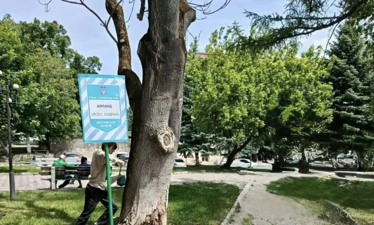 Дерево «Айлант Антона Горбачевського»