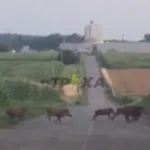 На Теребовлянщині дорогою бігало стадо кабанів: водіїв закликають бути обережними