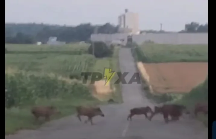 На Теребовлянщині дорогою бігало стадо кабанів: водіїв закликають бути обережними