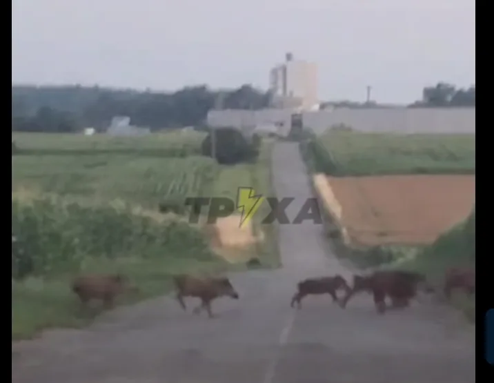 На Теребовлянщині дорогою бігало стадо кабанів: водіїв закликають бути обережними