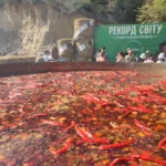 Бограч