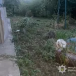 Застрелив кота