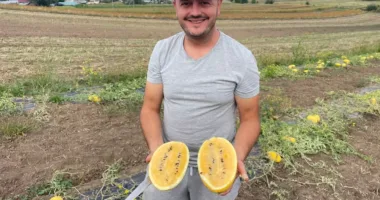 кавуни Тернопільщина