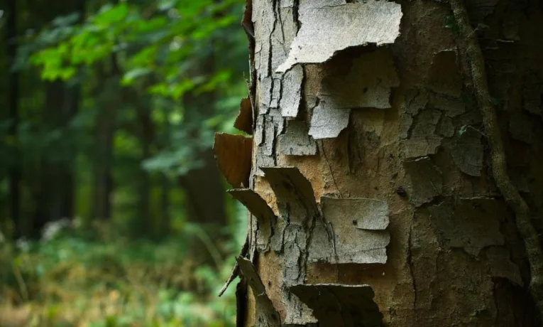 Чому лущиться кора на деревах: поради експертів