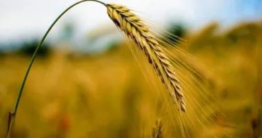 Фермер виростив древню пшеницю із семи колосків