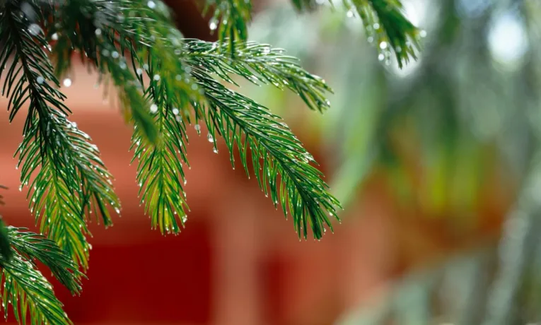 Погода в Києві: очікується посилення вітру та дощі