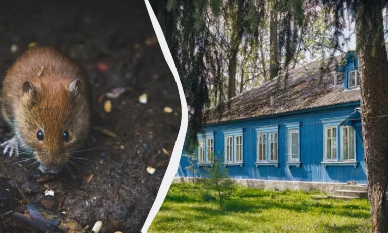 Як позбутися мишей у домі: простий трюк із серветкою