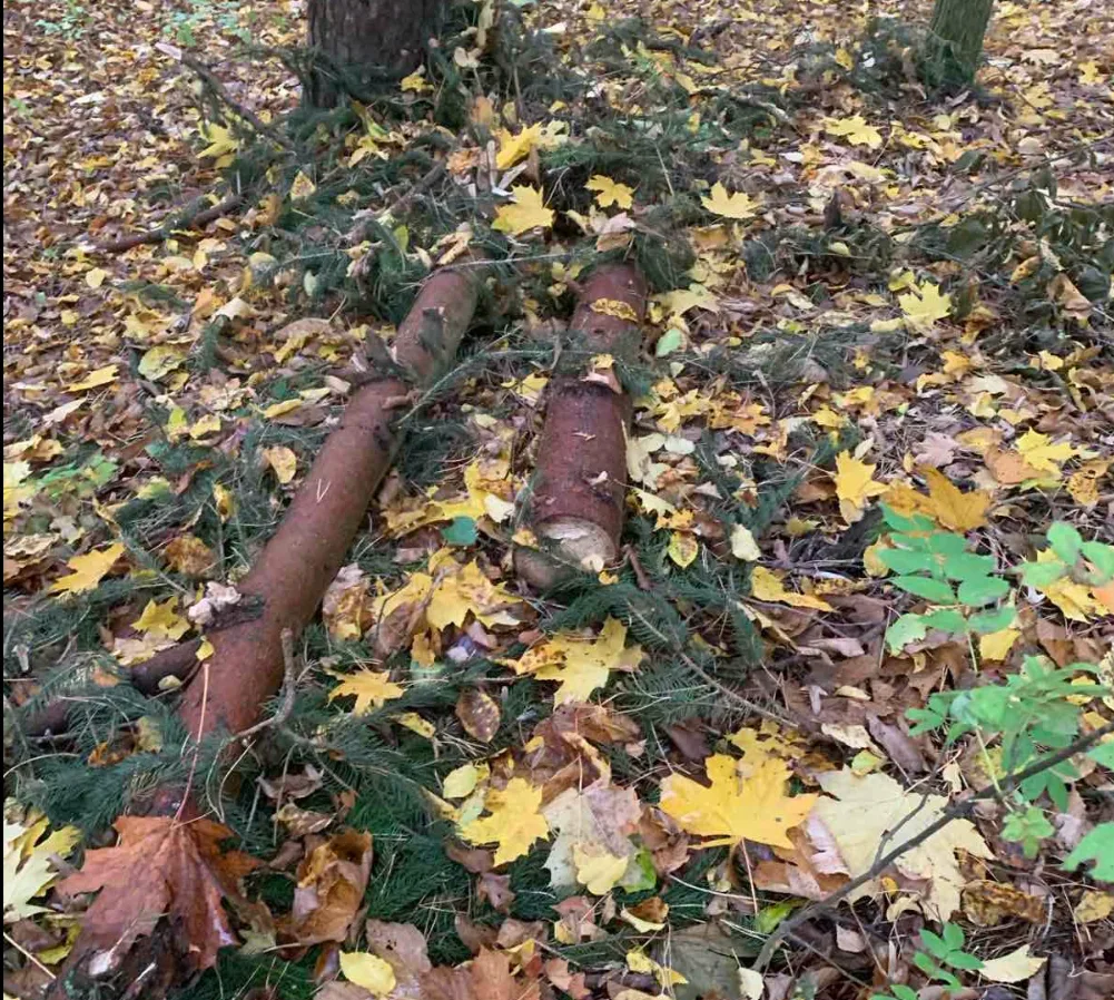 Дерева